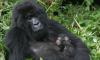 4 Days Gorilla and Wildlife Uganda Safari